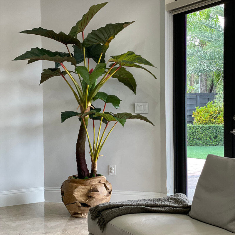 Alocasia Dans Un Grand Bol Teck Sculpté