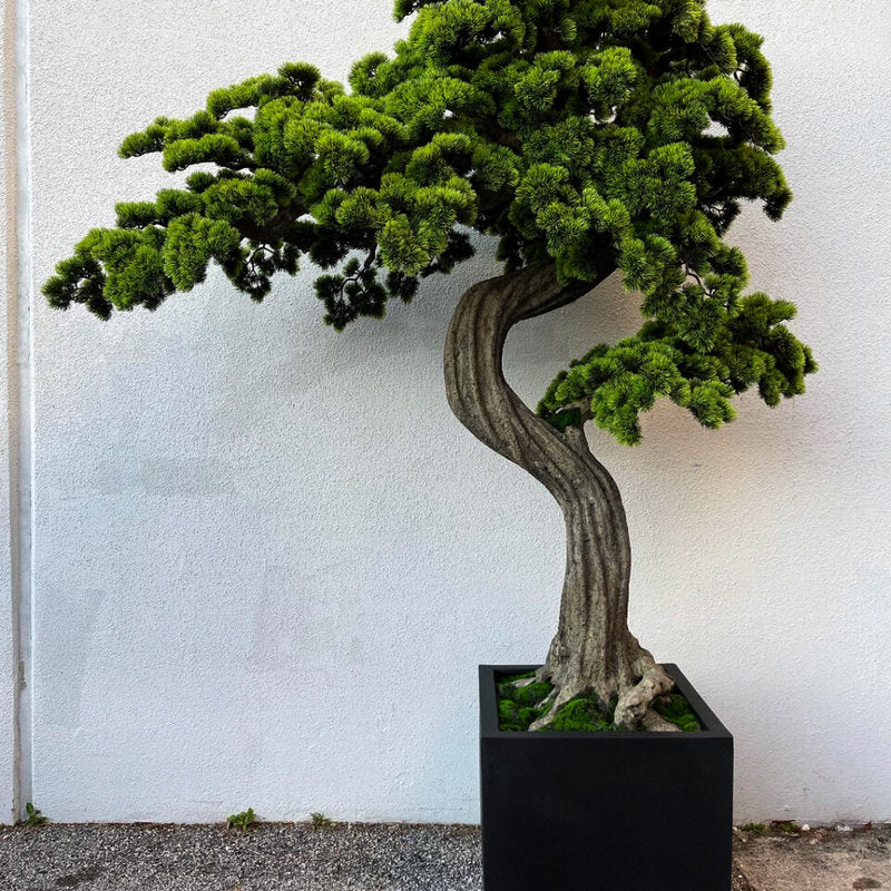 Bonsaï Géant Dans Un Cache-Pot Noir Mat