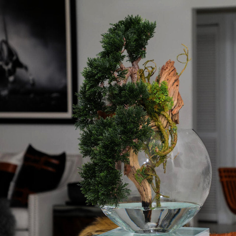 Bonsaï Cèdre Traînant Dans Un Vase Lune
