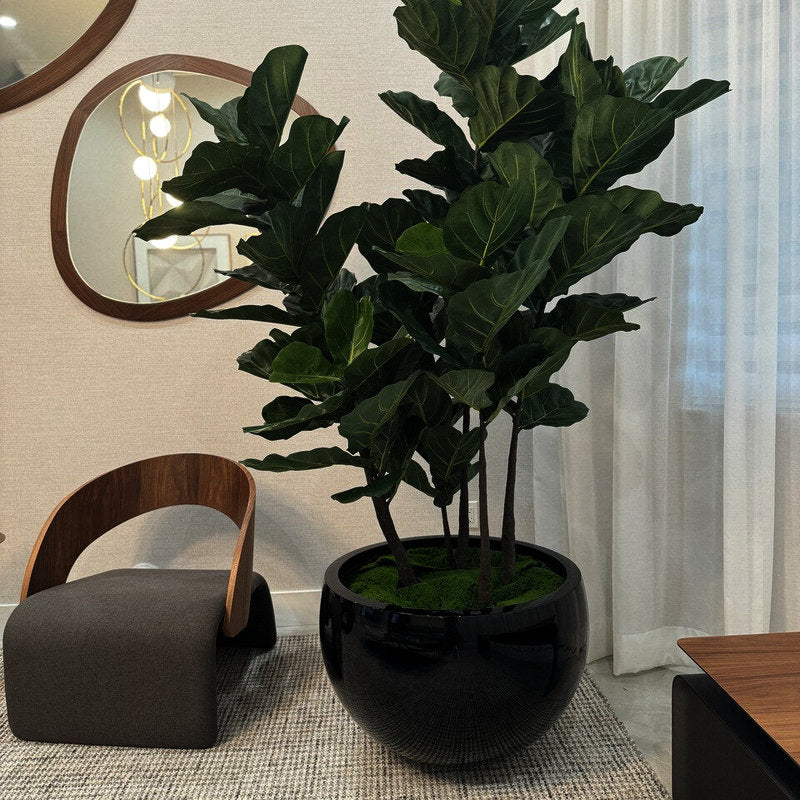Figuier Lyrata Dans Un Cache‑Pot Terragona Noir