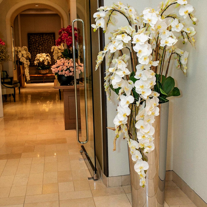 Orchidées Phalaenopsis Cascadantes Dans Un Cône Évasé En Inox Poli
