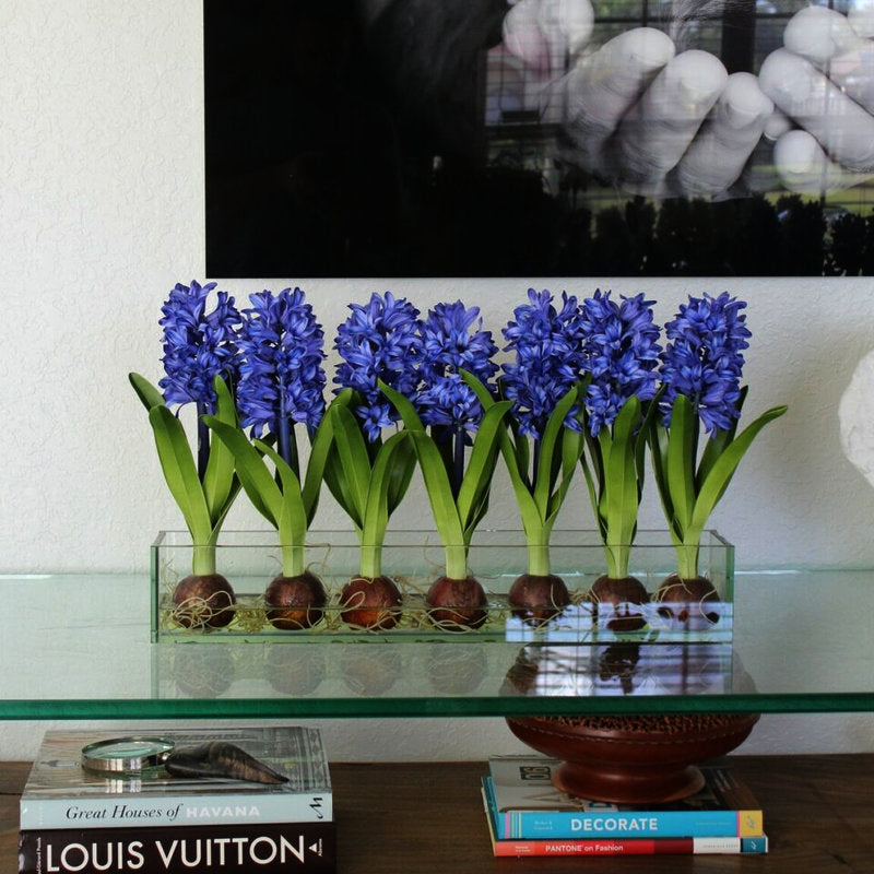 Jacinthe Bleue Dans Un Cache‑Pot Casa Moderna