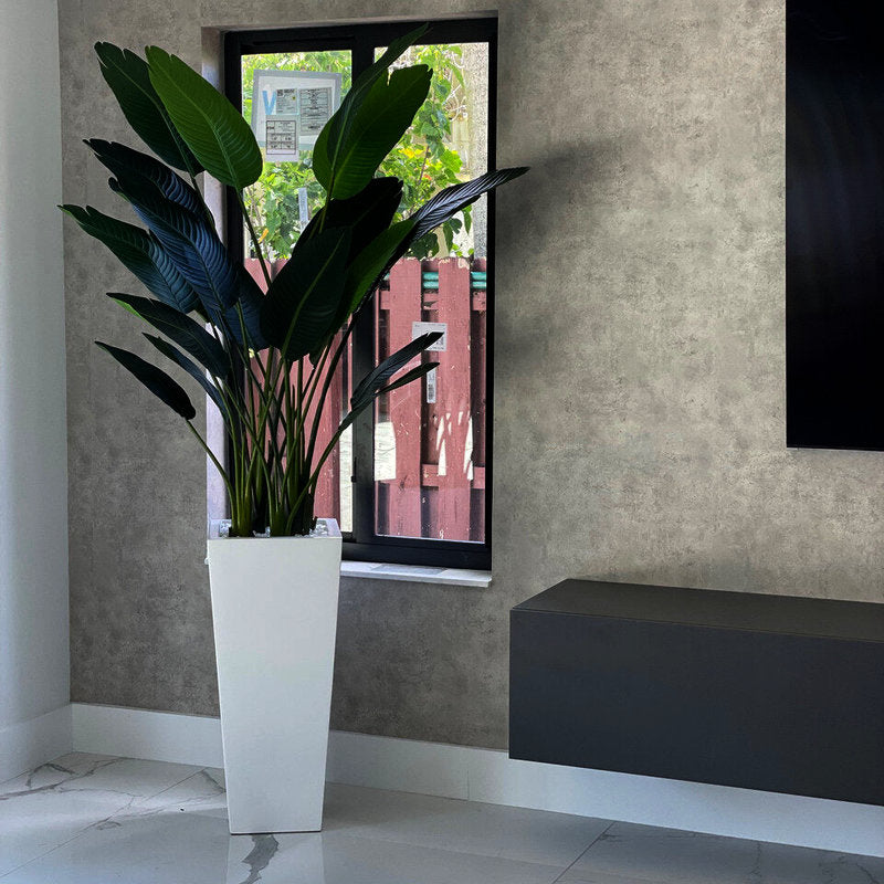 Strelitzia  Dans Un Cache‑Pot Beau Blanc Laqué